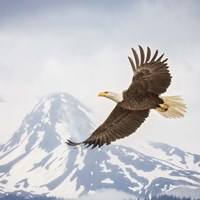 Majestic Eagle II Fine Art Print