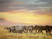 Sunkissed Horses I Fine Art Print