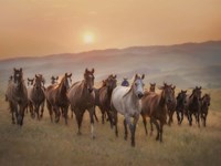 Sunkissed Horses II Fine Art Print