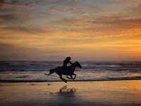 Sunkissed Horses IV Fine Art Print