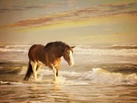 Sunkissed Horses V Fine Art Print