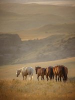 Sunkissed Horses VI Fine Art Print
