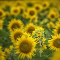 Wild III Fine Art Print