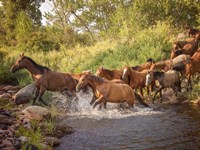 River Horses II Fine Art Print