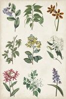 Botanical Chart I Framed Print