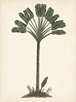 Palm Tree Study I Framed Print