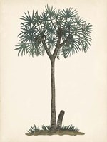 Palm Tree Study III Framed Print