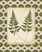 Moroccan Ferns I Fine Art Print