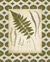 Moroccan Ferns II Fine Art Print