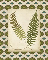 Moroccan Ferns III Fine Art Print
