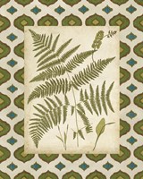 Moroccan Ferns IV Framed Print