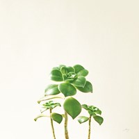 Succulent Simplicity IX Neutral Fine Art Print