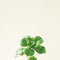 Succulent Simplicity VII Neutral Fine Art Print