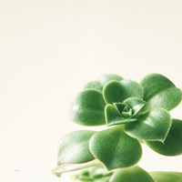 Succulent Simplicity VIII Neutral Fine Art Print