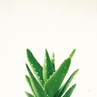 Succulent Simplicity V Neutral Fine Art Print