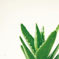 Succulent Simplicity VI Neutral Fine Art Print
