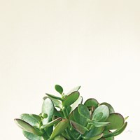 Succulent Simplicity III Neutral Fine Art Print