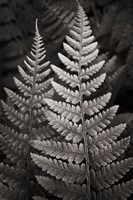 Lady Fern I Fine Art Print