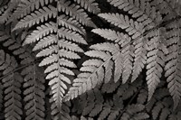 Lady Fern II Fine Art Print