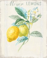 Floursack Lemon II v2 Fine Art Print