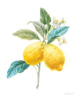 Floursack Lemon IV on White Framed Print
