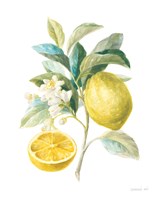 Floursack Lemon III on White Framed Print