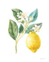 Floursack Lemon I on White Fine Art Print