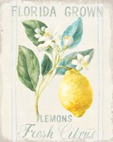 Floursack Lemon I Fine Art Print