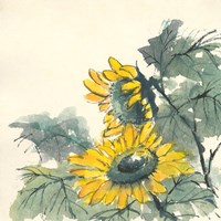 Sunflower II Framed Print