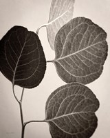 Eucalyptus Sepia Fine Art Print