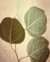 Eucalyptus Color Fine Art Print