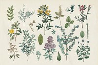 Victorian Garden IV Framed Print