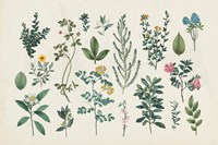 Victorian Garden III Framed Print