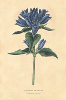 Campanula Vintage Fine Art Print