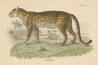 Vintage Leopard Framed Print
