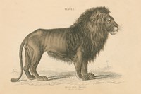 Vintage Lion Fine Art Print