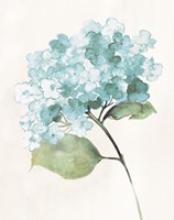 Antique Floral on Cream I Blue Framed Print
