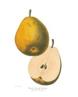 Tournay on White Fine Art Print