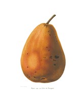 Pierpont on White Fine Art Print