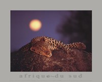 Leopard with Rising Moon Fine Art Print