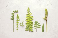 Flat Lay Ferns II Fine Art Print