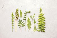 Flat Lay Ferns I Framed Print