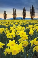 Skagit Valley Daffodils I Fine Art Print
