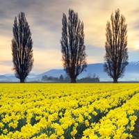 Skagit Valley Daffodils II Fine Art Print