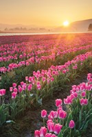 Skagit Valley Tulips II Fine Art Print