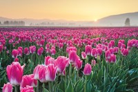 Skagit Valley Tulips I Fine Art Print