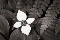 Bunchberry and Ferns I BW Framed Print