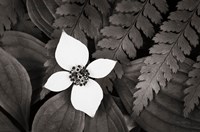 Bunchberry and Ferns I BW Fine Art Print