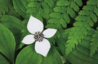 Bunchberry and Ferns I color Framed Print