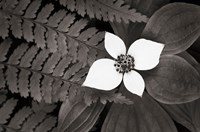 Bunchberry and Ferns II BW Framed Print